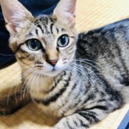 顔立ちの整った猫ちゃん