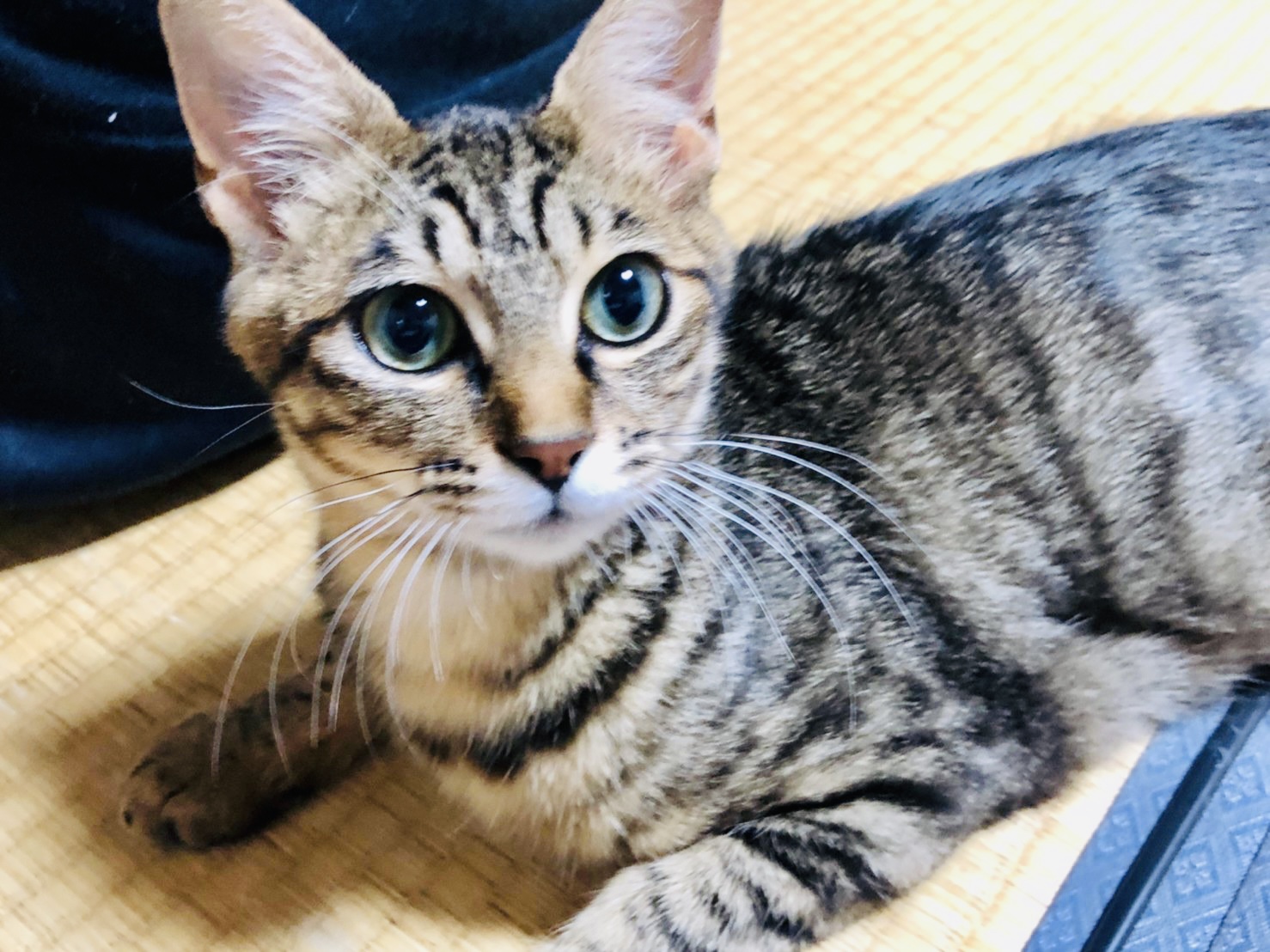 顔立ちの整った猫ちゃん