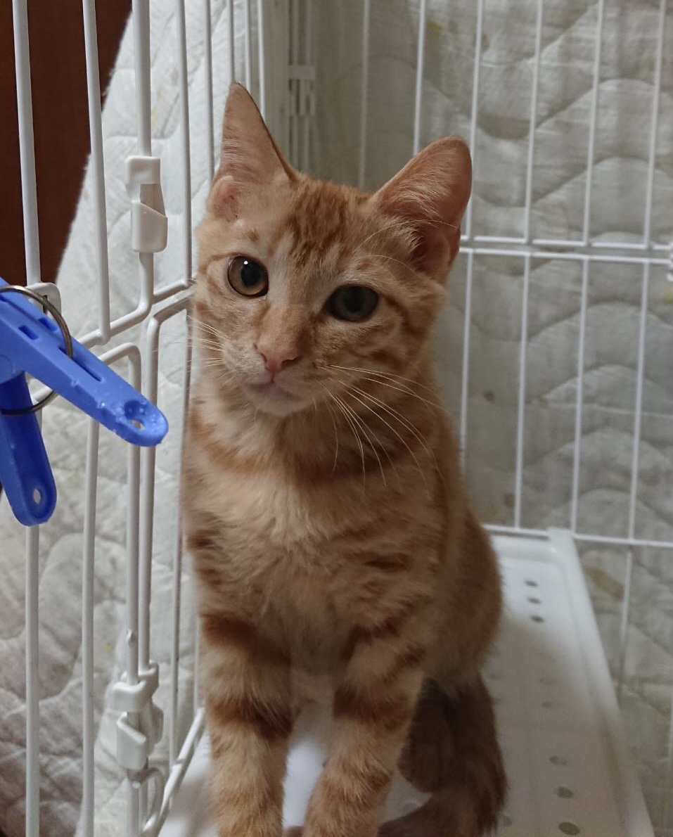 生後3ヶ月前後の茶トラ子猫（男の子）