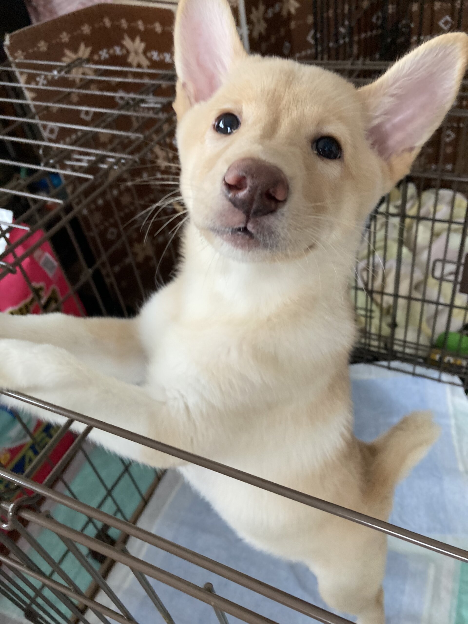 可愛い女の子。テトちゃん♡