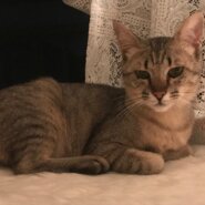 優しくて温厚なキジ猫(メス)