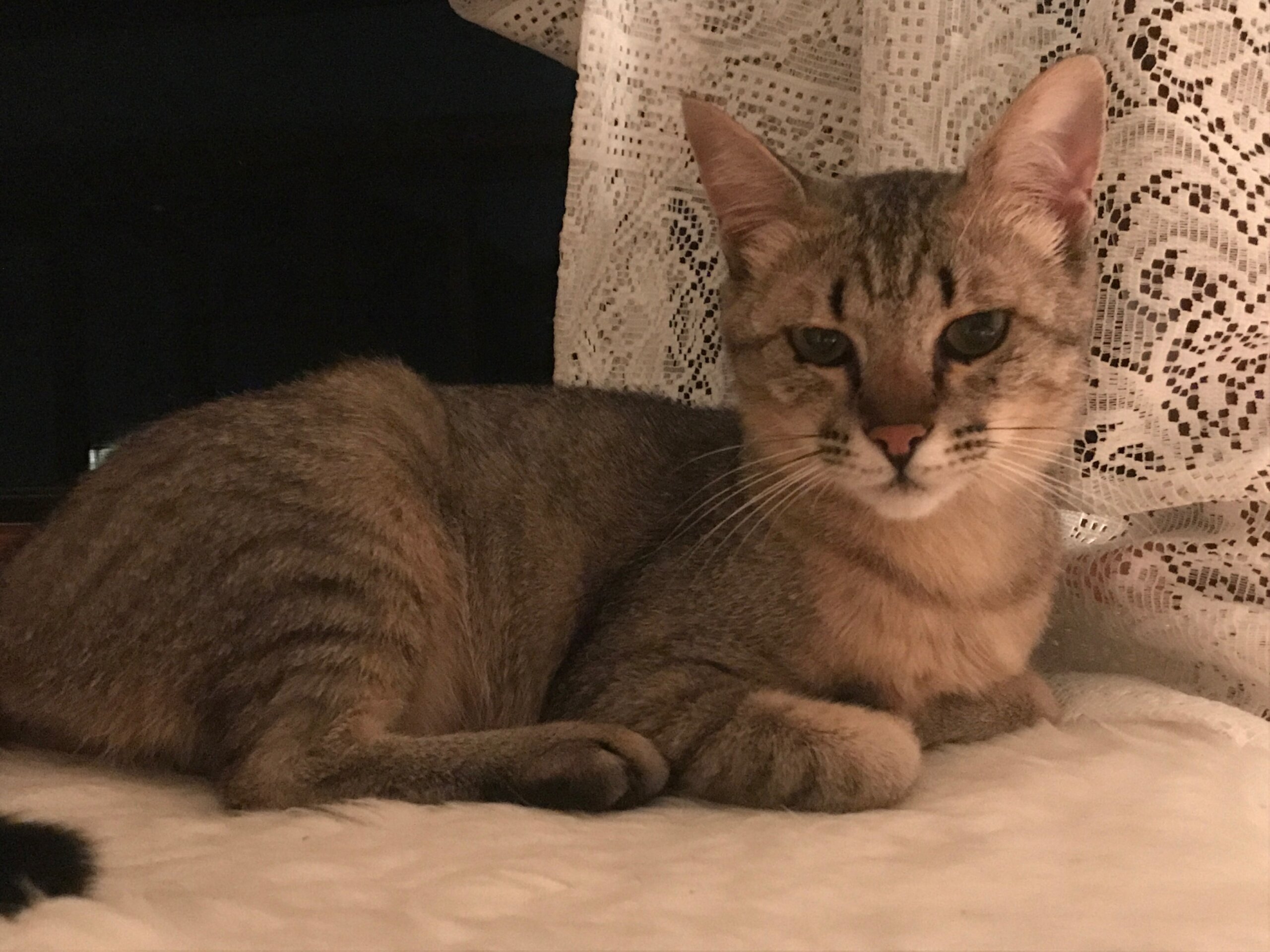 優しくて温厚なキジ猫(メス)