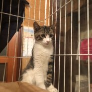 生後3ヶ月前後のキジ白子猫（男の子）