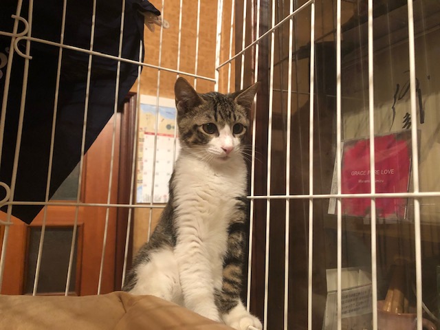 生後3ヶ月前後のキジ白子猫（男の子）