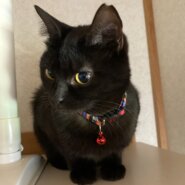 ミャウって鳴くよ♡甘えん坊ココちゃん