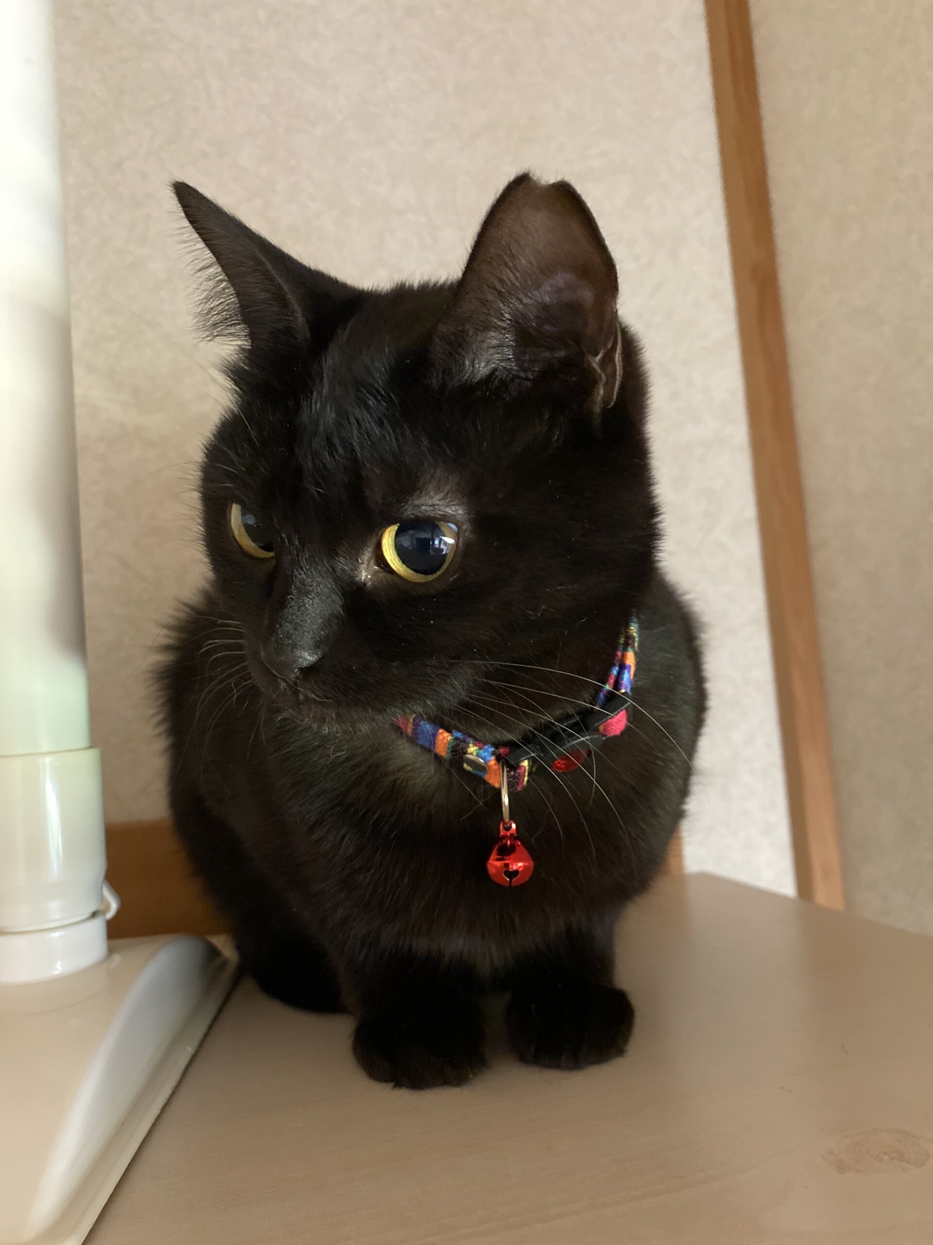 ミャウって鳴くよ♡甘えん坊ココちゃん