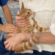 生後3ヶ月前後の茶白子猫（男の子）