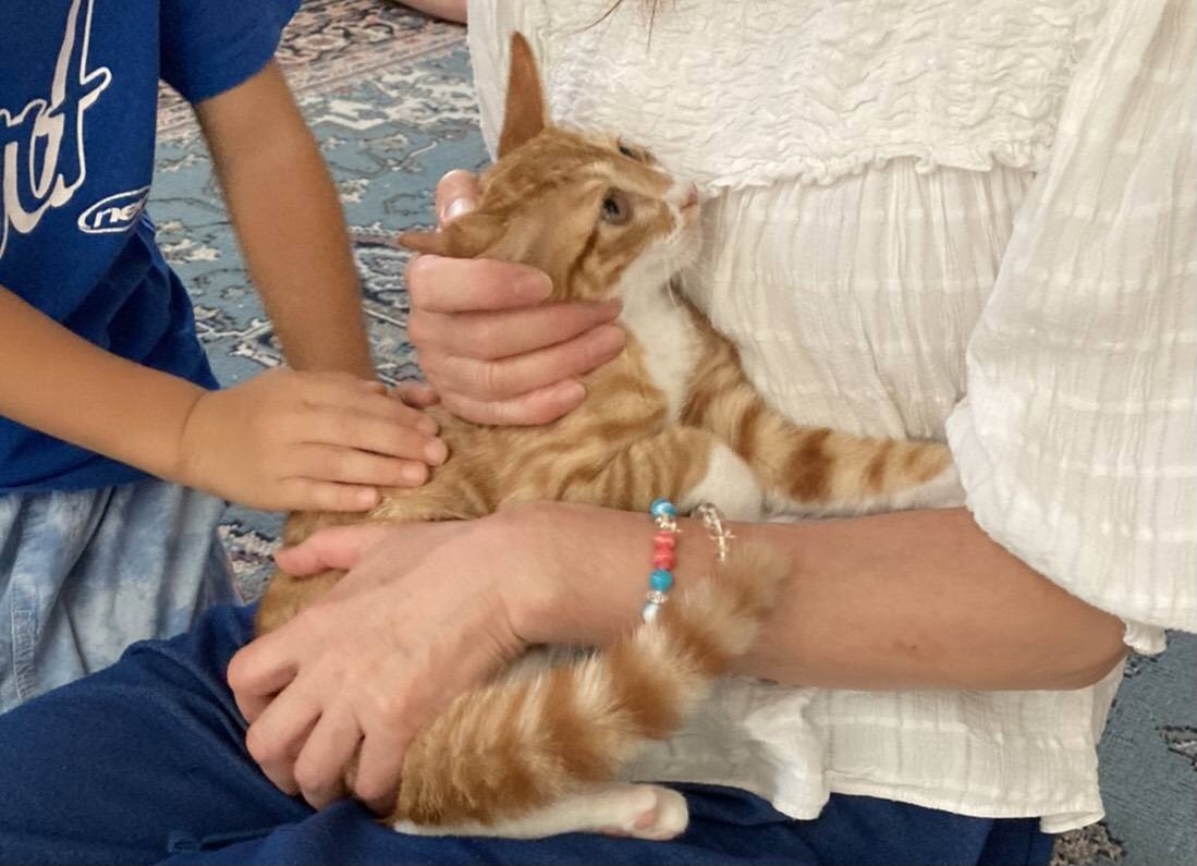 生後3ヶ月前後の茶白子猫（男の子）