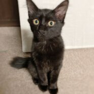 守ってあげたくなる性格※8/20.21.22譲渡会