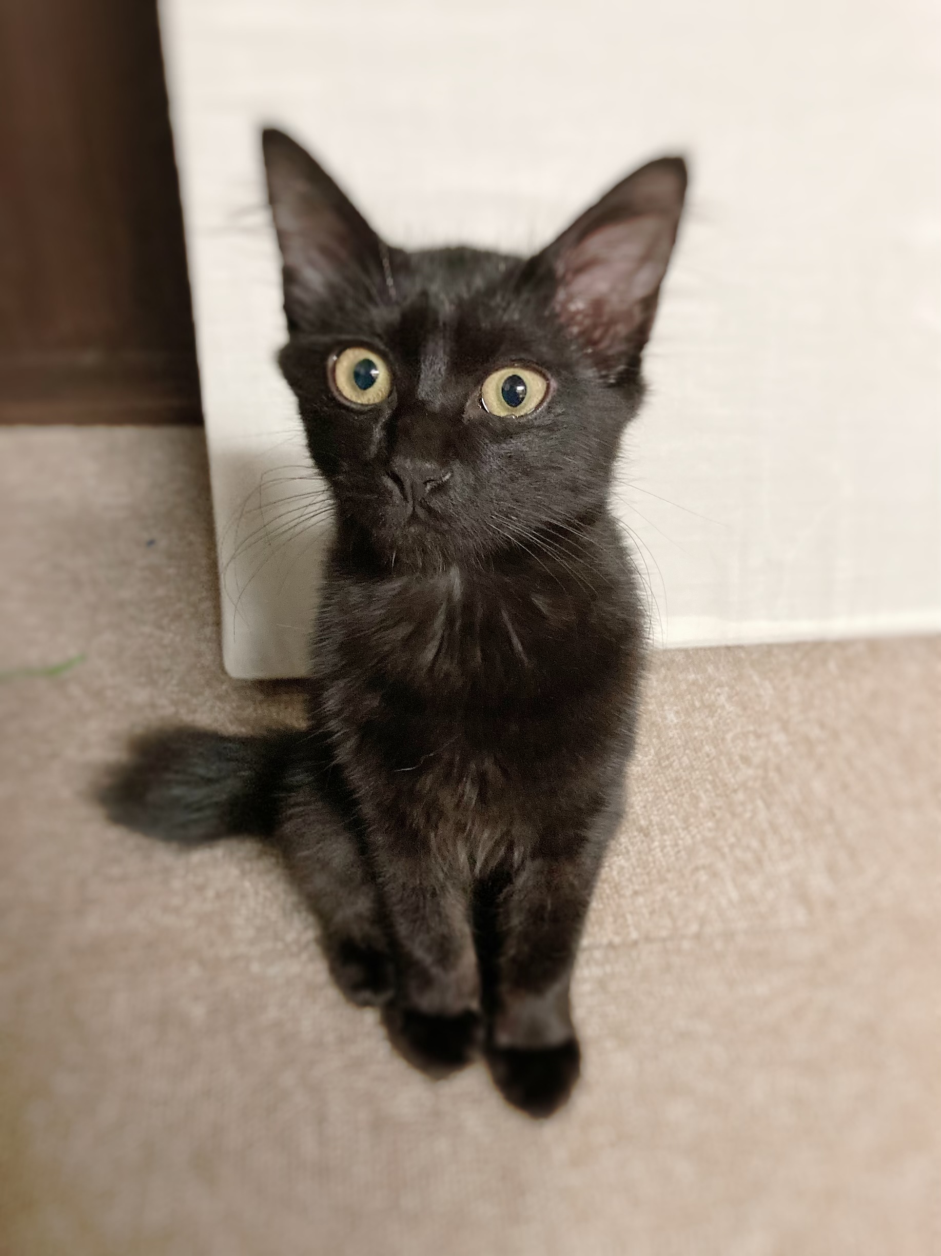 守ってあげたくなる性格※8/20.21.22譲渡会