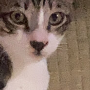 生後3ヶ月程の子猫