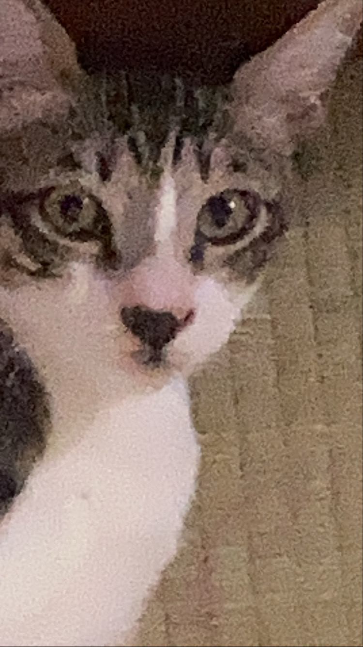 生後3ヶ月程の子猫