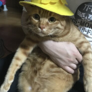 【トライアル可】かわいい茶トラ、去勢済み、人馴れ○