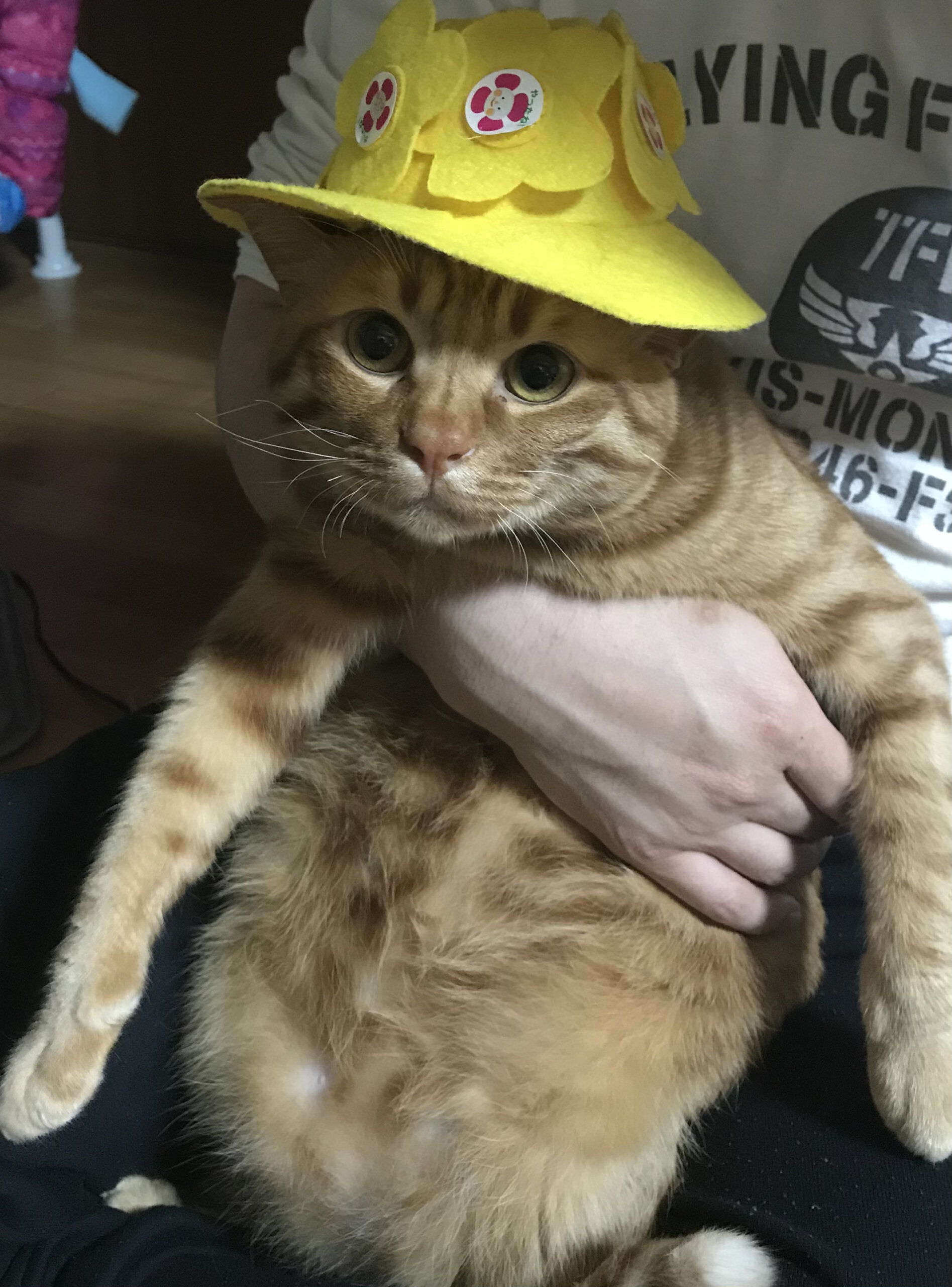 【トライアル可】かわいい茶トラ、去勢済み、人馴れ○