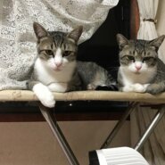 (恐らく)兄弟猫⭐︎