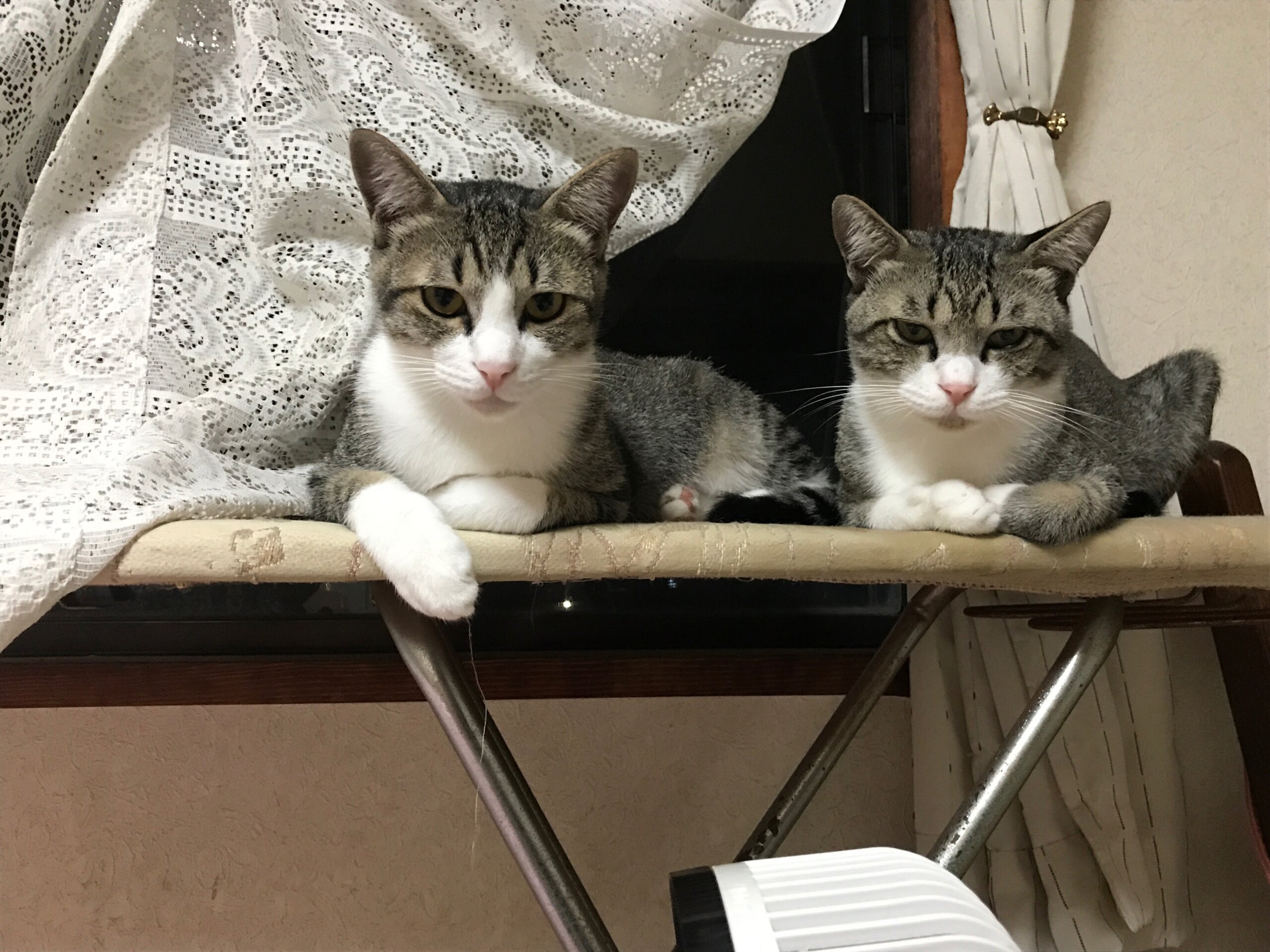 (恐らく)兄弟猫⭐︎