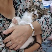 生後3ヶ月前後のキジ白子猫（男の子）