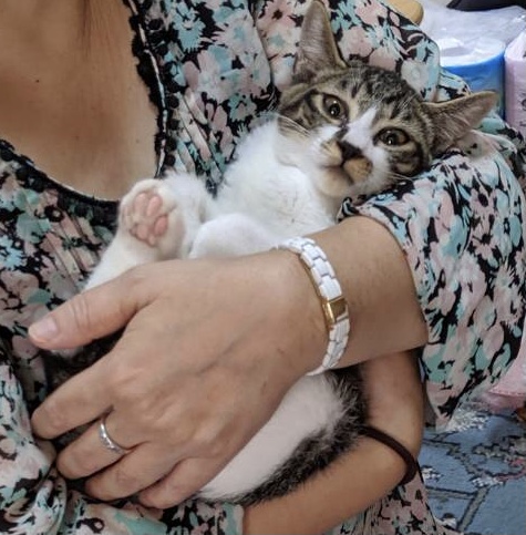 生後3ヶ月前後のキジ白子猫（男の子）