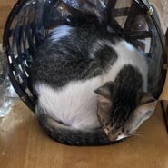 生後3ヶ月程の子猫