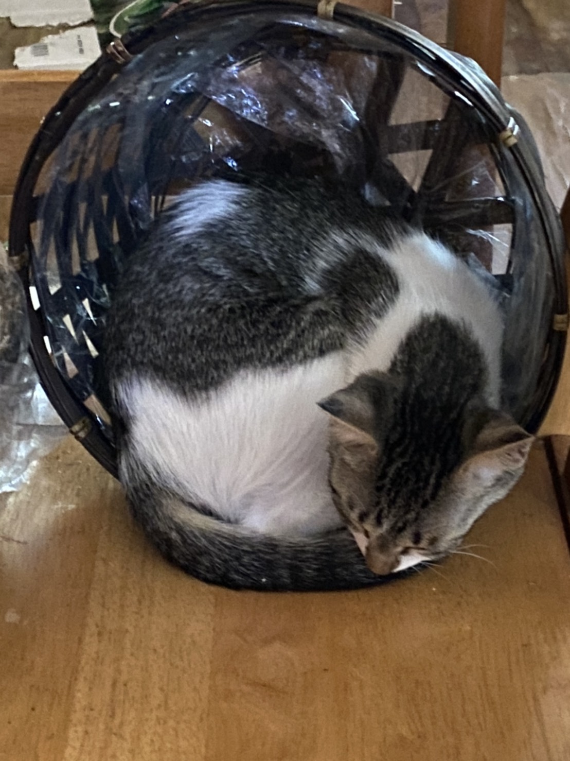 生後3ヶ月程の子猫