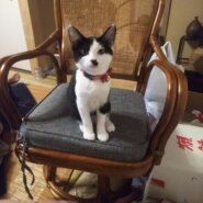 人懐っこい仮名:クロ