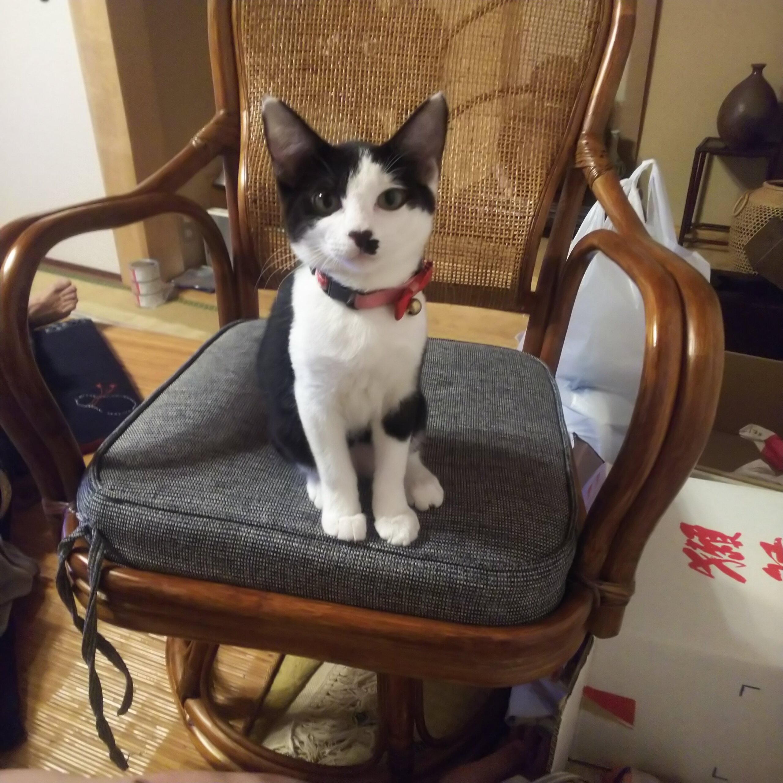 人懐っこい仮名:クロ