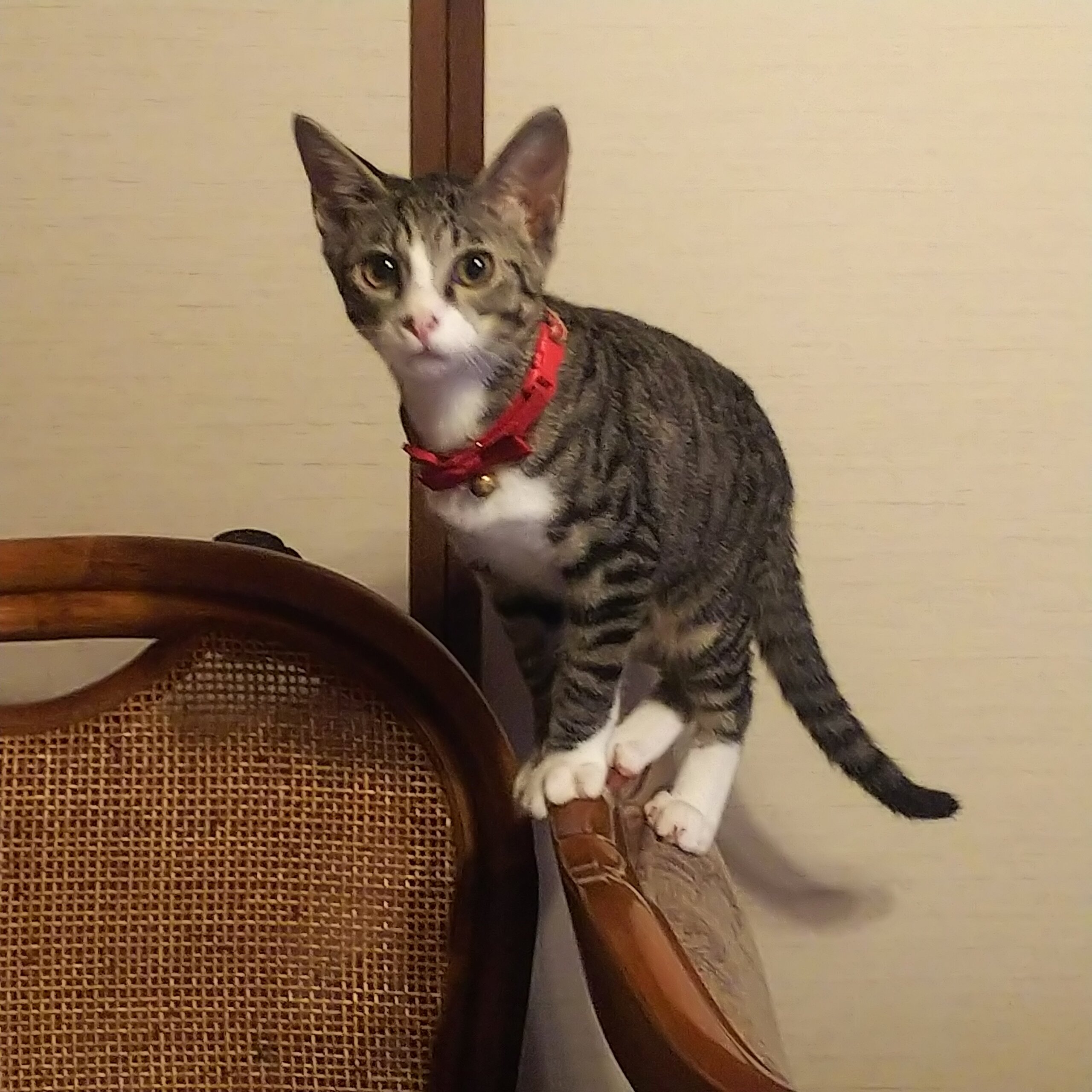 やんちゃな 仮名:シマ