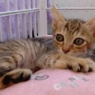 【保護猫】るん推定9ヶ月♀キジ