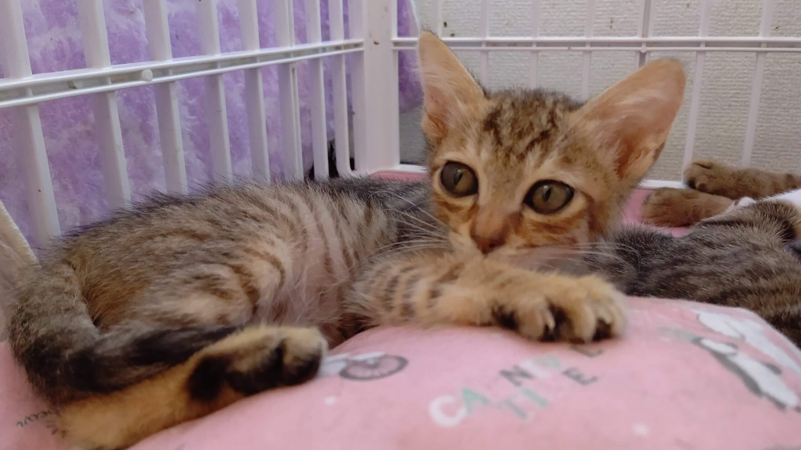 【保護猫】るん推定9ヶ月♀キジ