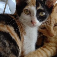 【保護猫】花推定8ヶ月♀三毛