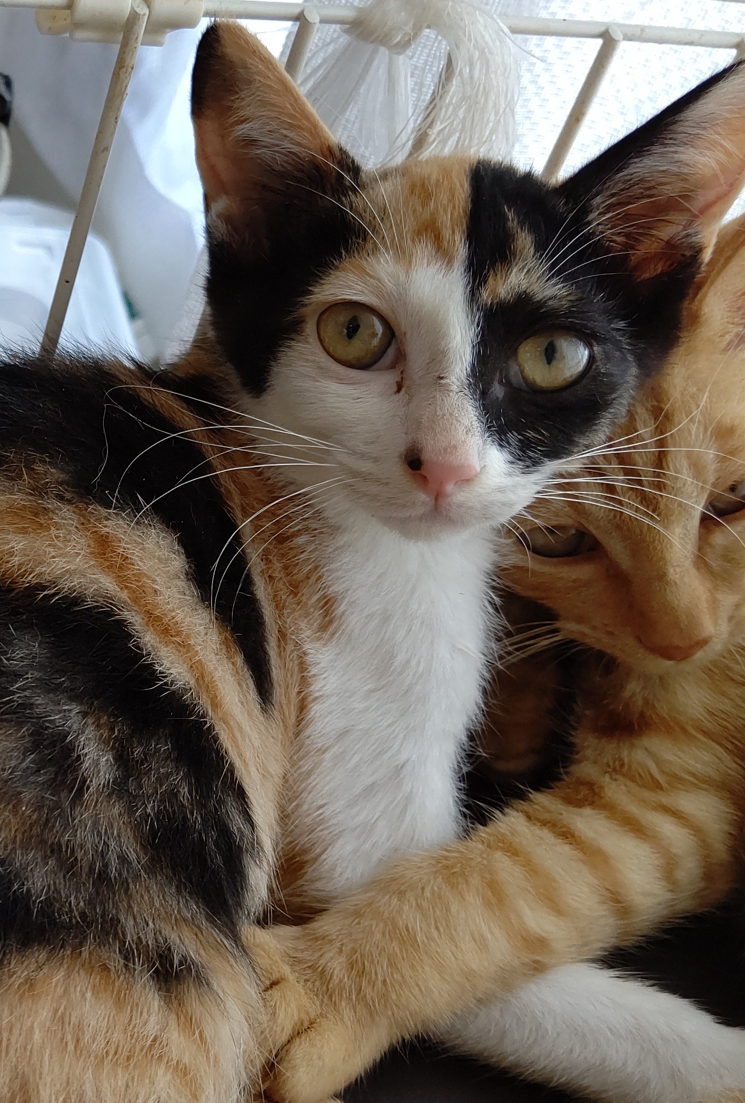 【保護猫】花推定8ヶ月♀三毛