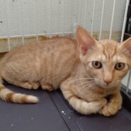 【保護猫】虎太郎推定9ヶ月♂️茶トラ