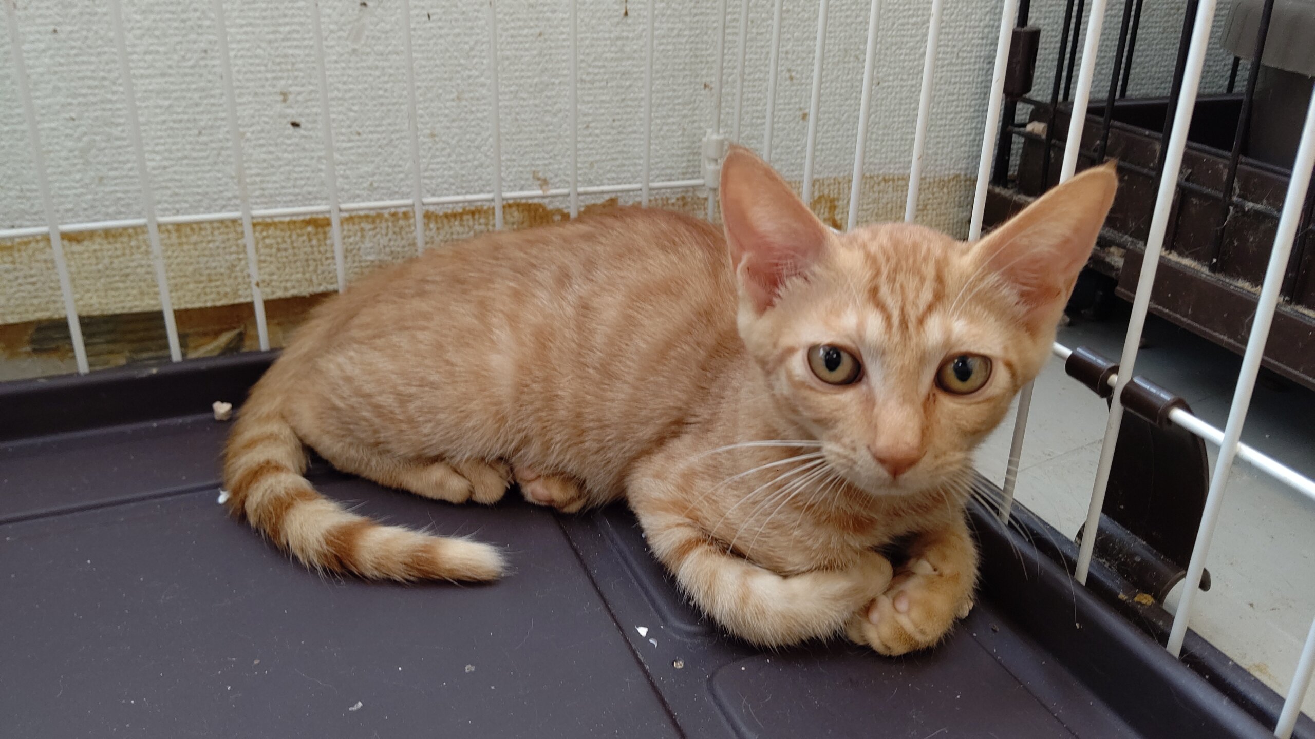 【保護猫】虎太郎推定9ヶ月♂️茶トラ