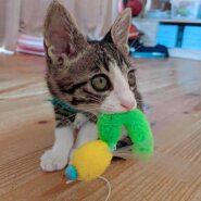 人大好き甘えん坊※8/20.21.22譲渡会