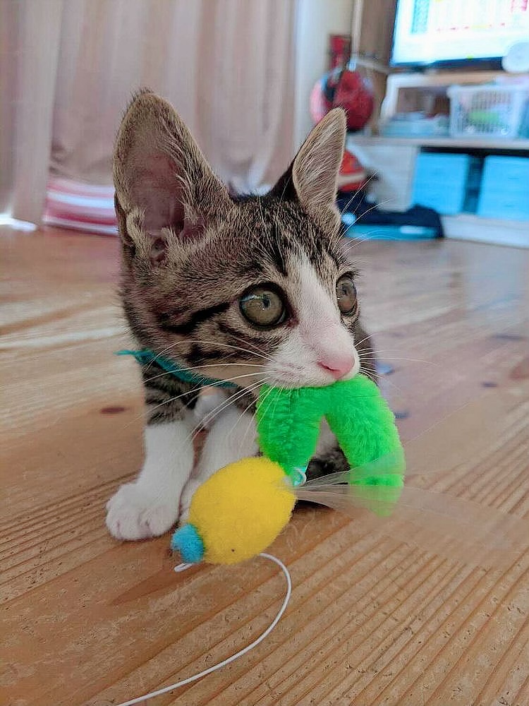 人大好き甘えん坊※8/20.21.22譲渡会