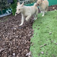 可愛いオスの仔犬！ジル君♡