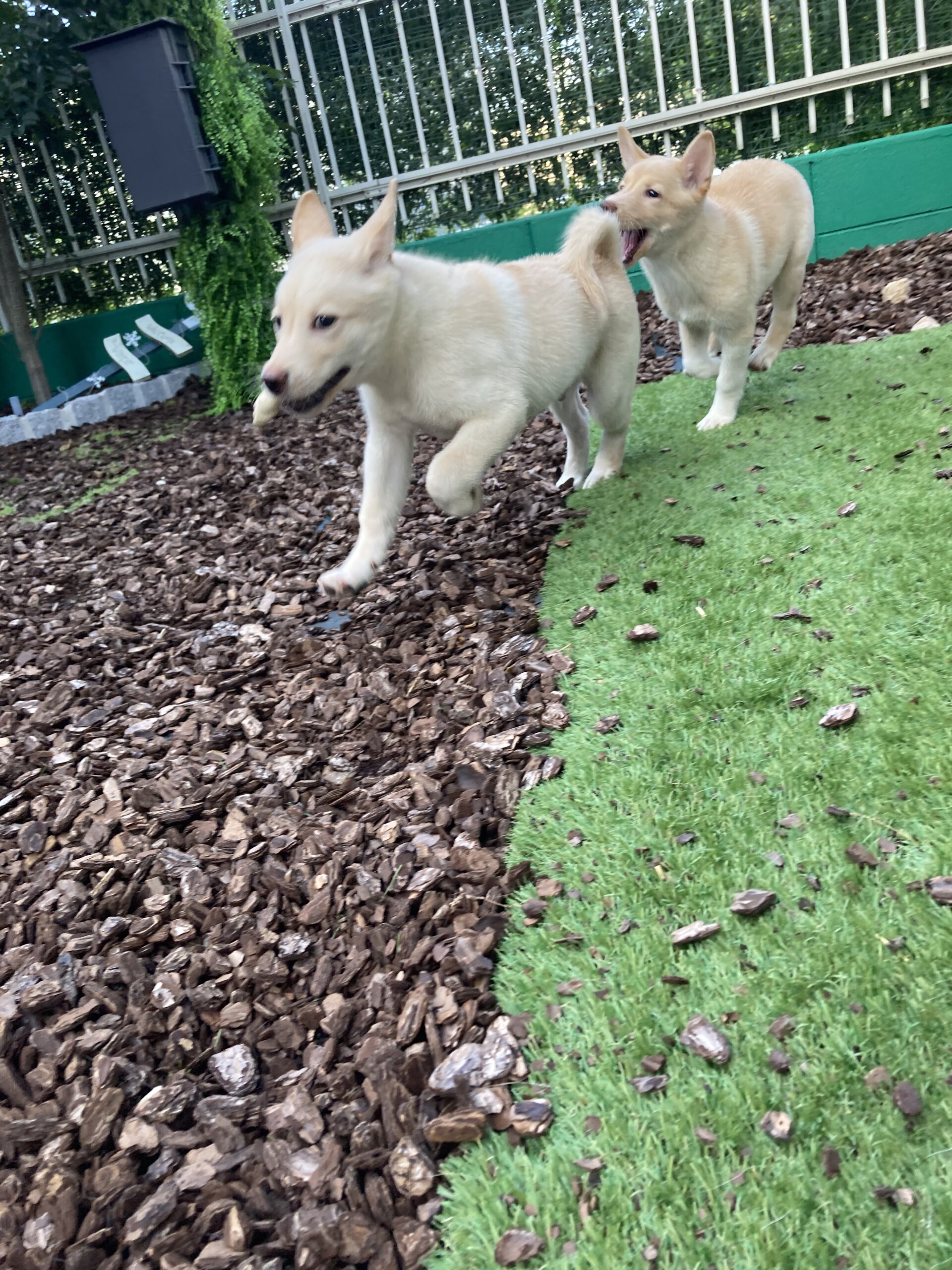 可愛いオスの仔犬！ジル君♡