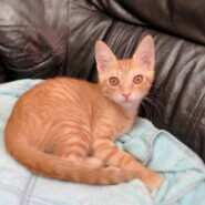 可愛すぎる茶トラ仔猫（8/8面談会）