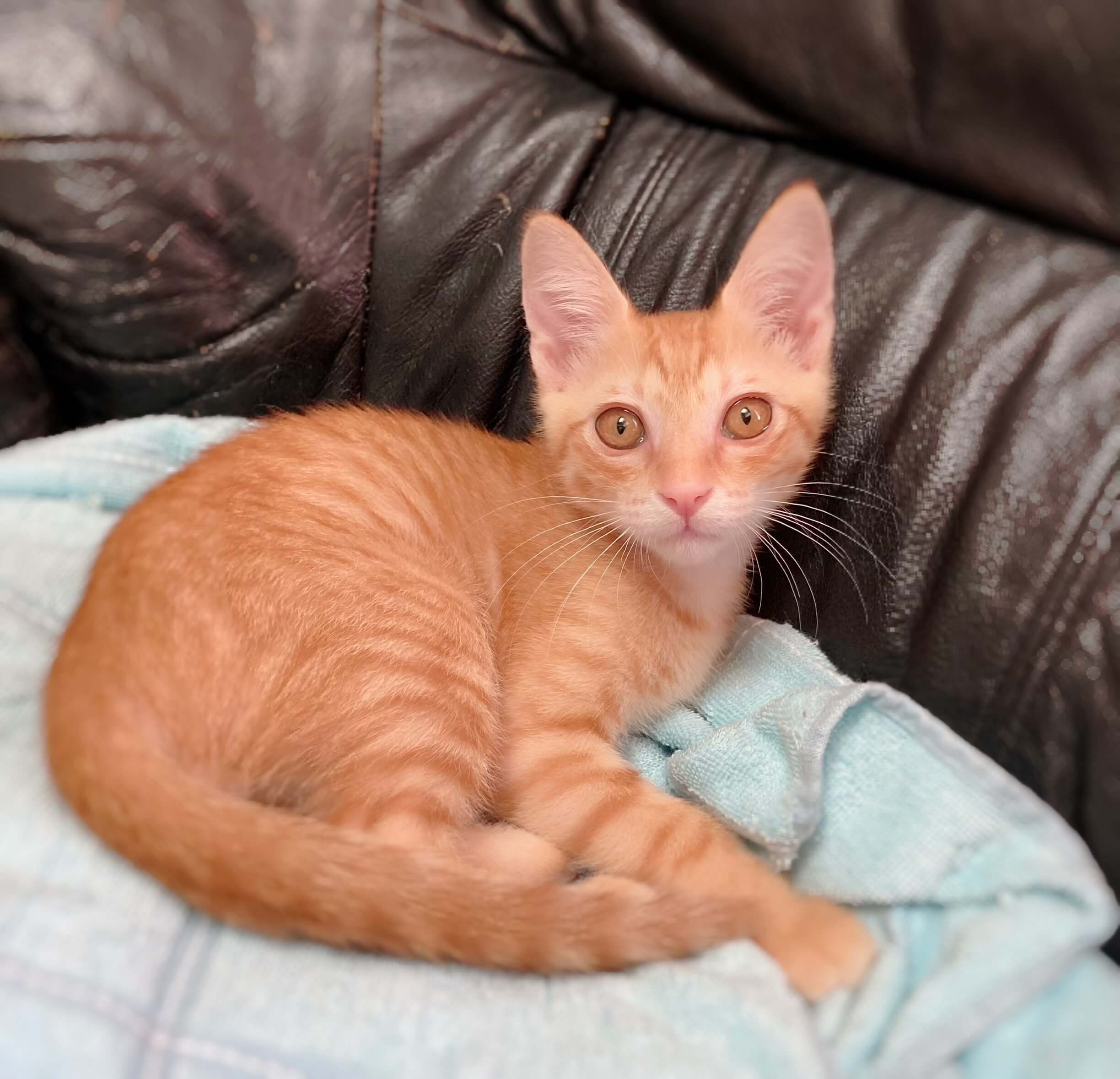 可愛すぎる茶トラ仔猫（8/8面談会）