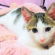 ハンサム子猫二匹の里親さん募集！