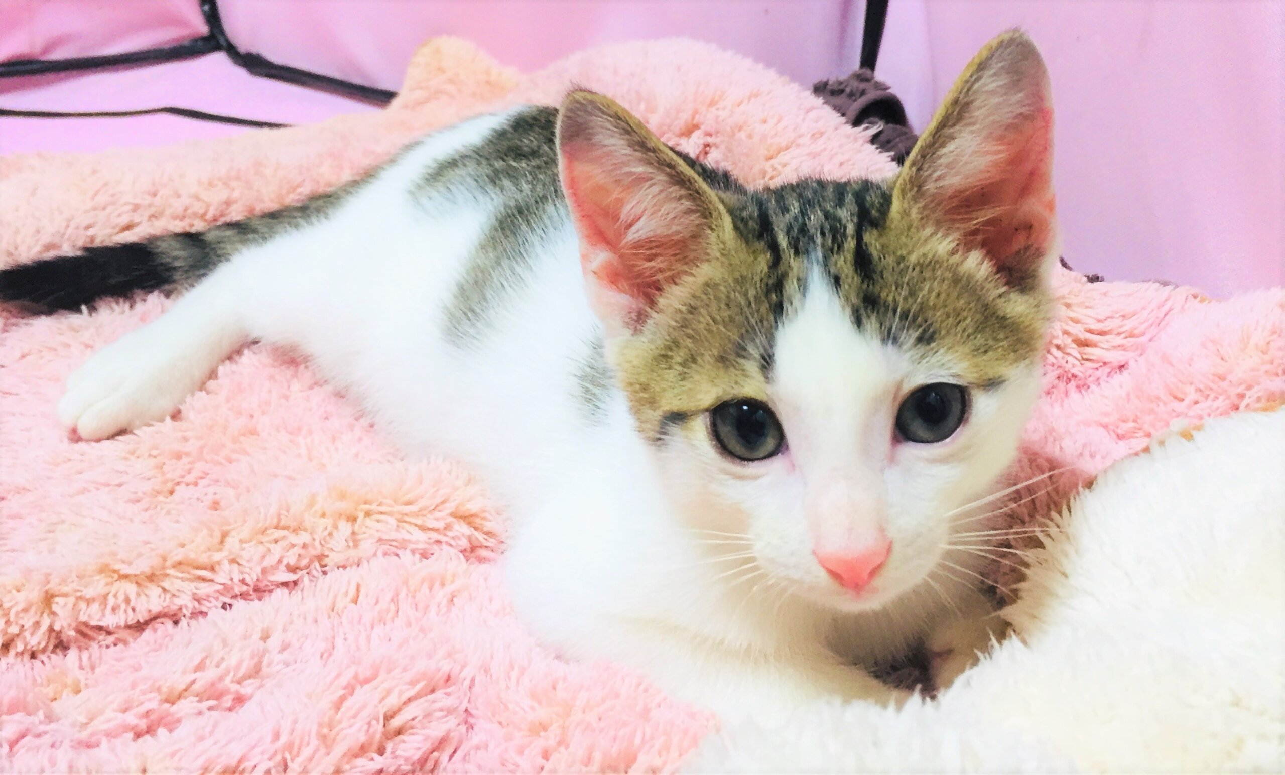 ハンサム子猫二匹の里親さん募集！