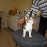 生後2ヶ月前後の子猫（女の子）