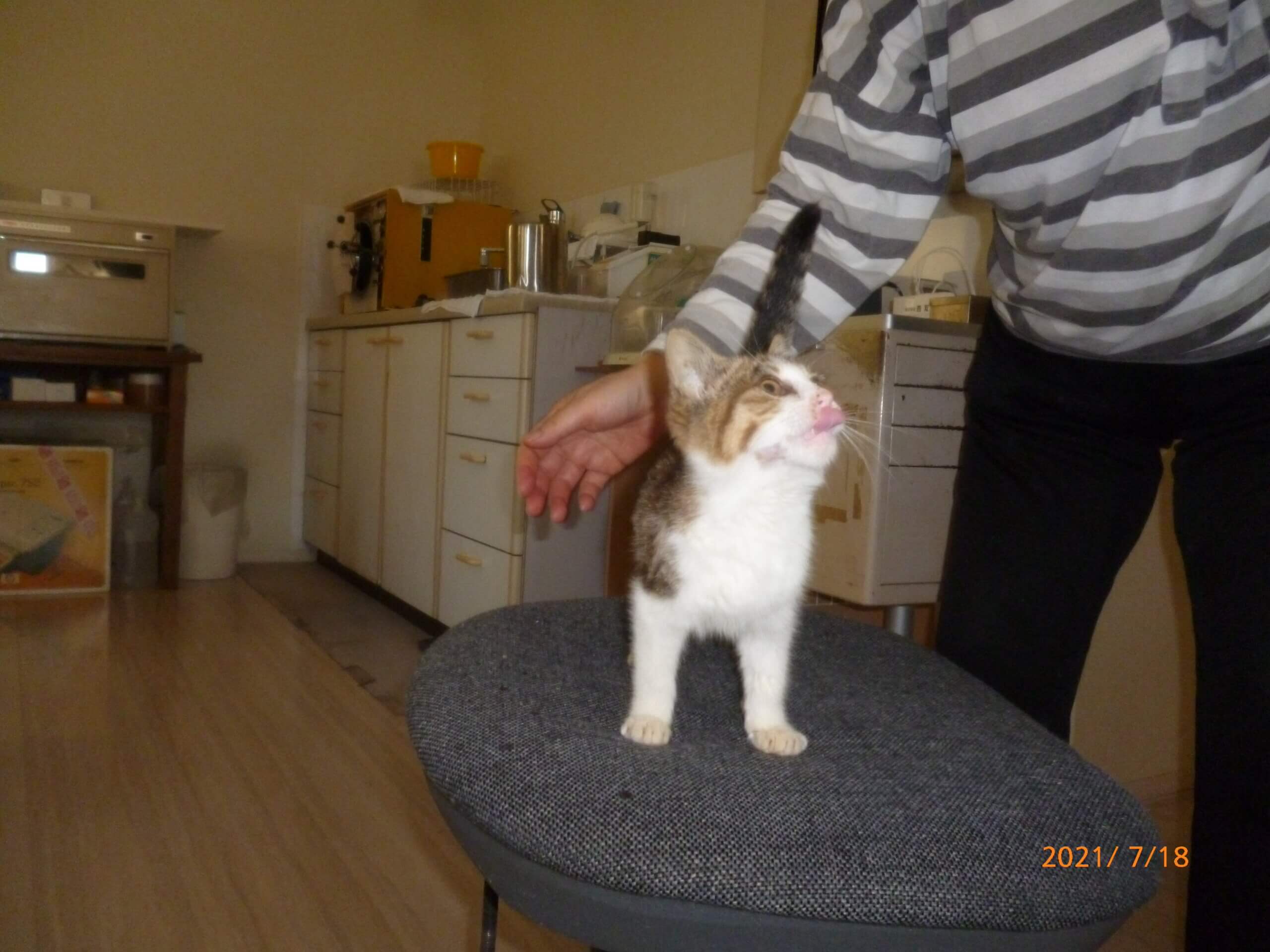 生後2ヶ月前後の子猫（女の子）