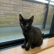 里親様決定しました。ありがとうございました。