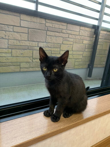 里親様決定しました。ありがとうございました。