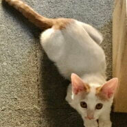 里親様決定しました。ありがとうございました。