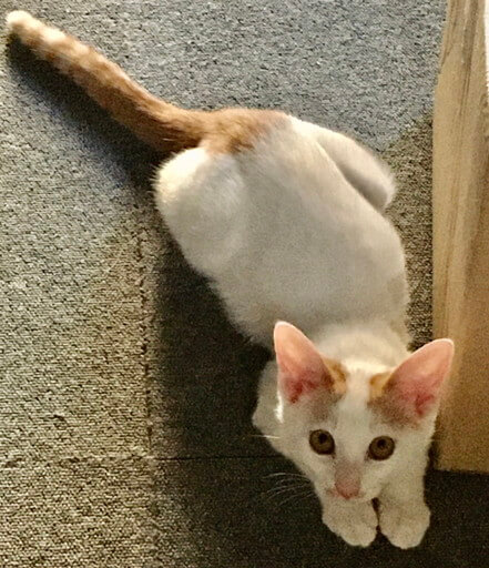 里親様決定しました。ありがとうございました。