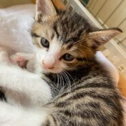 【保護猫】まいむ推定3ヶ月♂️キジ白