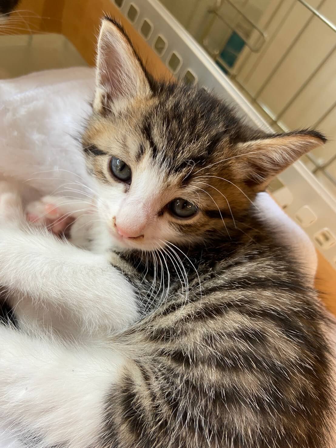 【保護猫】まいむ推定3ヶ月♂️キジ白