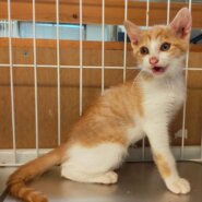 【保護猫】りゅう推定2ヶ月♂️茶白